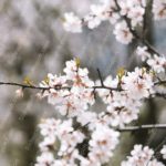 White Pink Cherry Blossoms Bokeh Background Image & Google Slides Theme