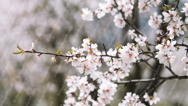 White Pink Cherry Blossoms Bokeh Background Image & Google Slides Theme