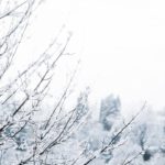 White Snow Covered Trees Winter Landscape Background Image & Google Slides Theme