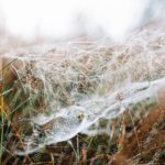 White Spider Web Green Grass Background Image & Google Slides Theme