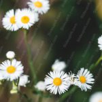 White Yellow Daisies Green Background Image & Google Slides Theme