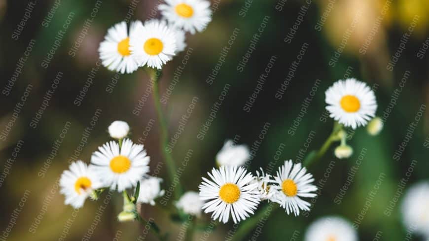 White Yellow Daisies Green Background Image