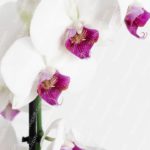 White And Purple Orchids Background Image & Google Slides Theme