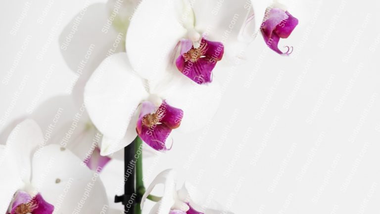 White And Purple Orchids Background Image & Google Slides Theme