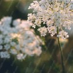 White Flowers Nature Background Image & Google Slides Theme