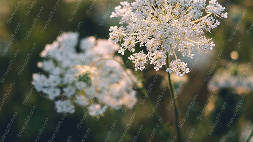 White Flowers Nature Background Image