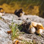 Yellow Brown Ducklings Rocky Background Image & Google Slides Theme