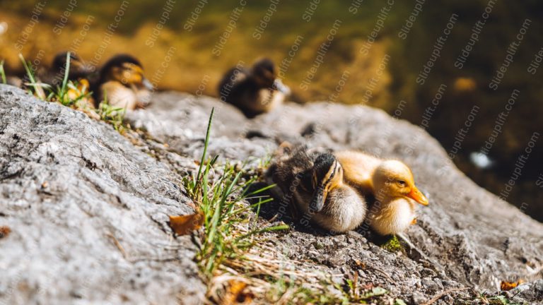 Yellow Brown Ducklings Rocky Background Image & Google Slides Theme