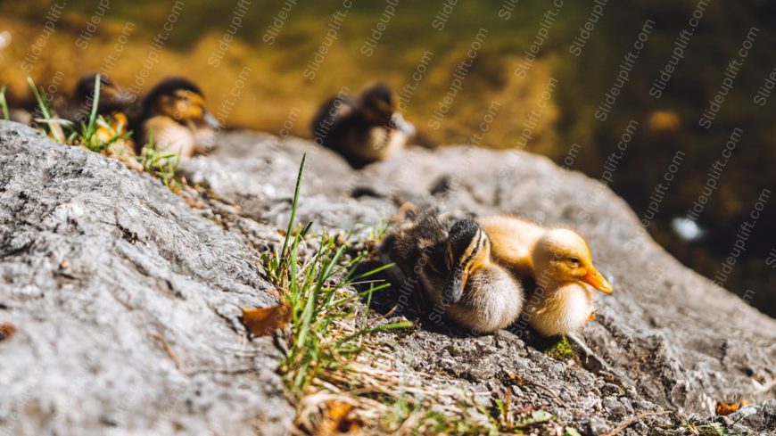 Yellow Brown Ducklings Rocky Background Image