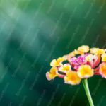 Yellow Pink Lantana Flower Green Bokeh Background Image & Google Slides Theme