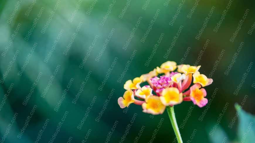 Yellow Pink Lantana Flower Green Bokeh Background Image