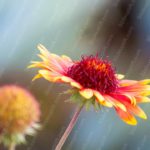 Yellow Red Flower Blurry Background Image & Google Slides Theme