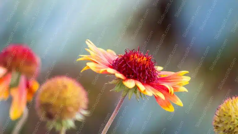 Yellow Red Flower Blurry Background Image & Google Slides Theme