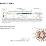 Coronavirus Information Guide PowerPoint Template & Google Slides Theme 3