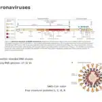 Coronavirus Information Guide PowerPoint Template & Google Slides Theme 3