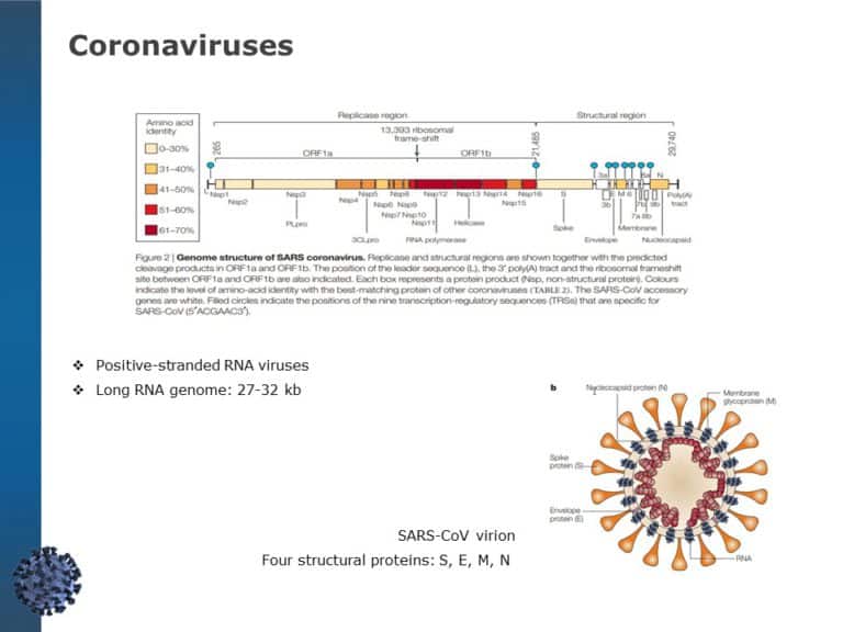 Coronavirus Information Guide PowerPoint Template