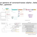 Coronavirus Information Guide PowerPoint Template & Google Slides Theme 5