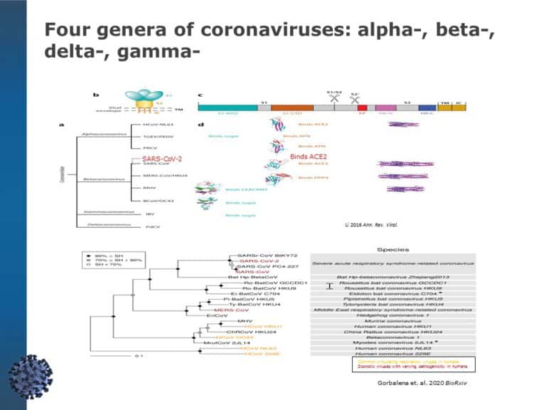 Coronavirus Information Guide PowerPoint Template & Google Slides Theme 5