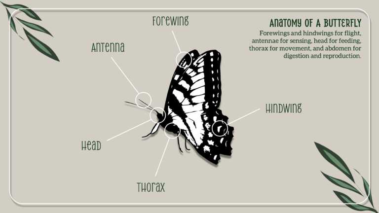 Butterfly PowerPoint And Google Slides Theme Theme 3